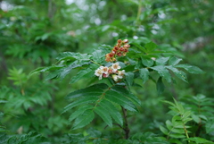 Sorbus sambucifolia