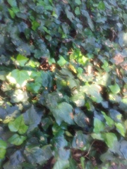 Hedera