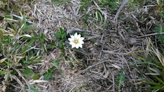 Chondrophylla