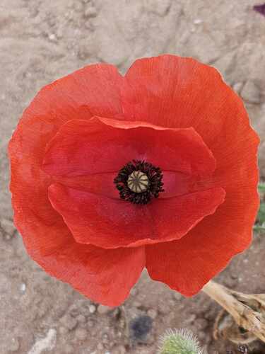 common poppy