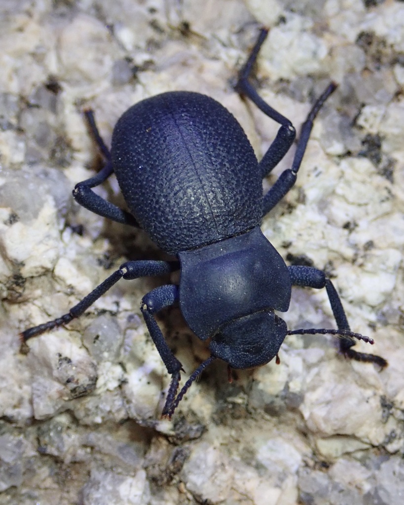 Schizillus laticeps