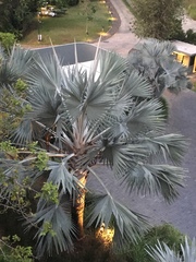 Bismarckia