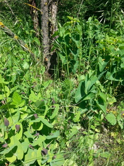 Aristolochia rotunda