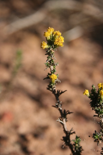 Image of Marasmodes fasciculata by (c) Jacques van der Merwe, some rights reserved (CC BY-SA)