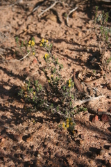 Marasmodes fasciculata