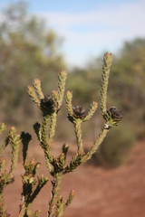 Leucadendron thymifolium