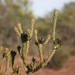 Leucadendron thymifolium - Photo (c) Jacques van der Merwe, alguns direitos reservados (CC BY-SA), uploaded by Jacques van der Merwe