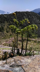 Pteridium revolutum