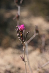 Lampranthus spiniformis