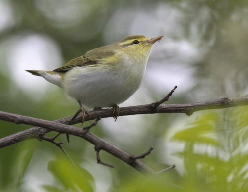 Žalioji pečialinda nuotrauka