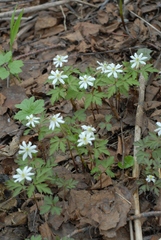 Anemonoides amurensis