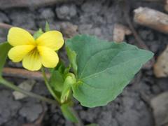 Viola pubescens