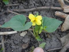 Viola pubescens