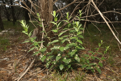 Image of Argythamnia aphoroides by (c) Reid Hardin, some rights reserved (CC BY)