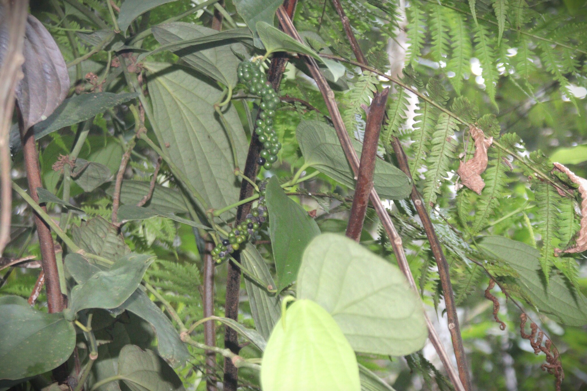Imagem de Pimenta-do-reino