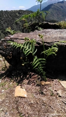 Pteridium revolutum