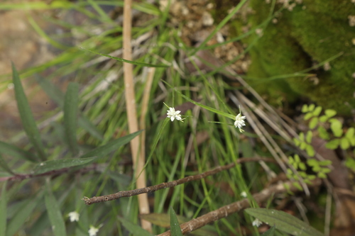Image of Rhynchospora nivea by (c) Reid Hardin, some rights reserved (CC BY)