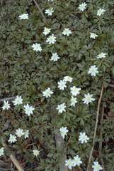 Anemonoides amurensis
