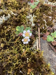 Fragaria hayatae