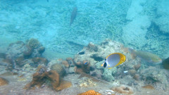 Chaetodon adiergastos