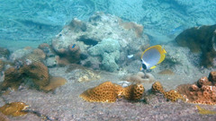 Chaetodon adiergastos