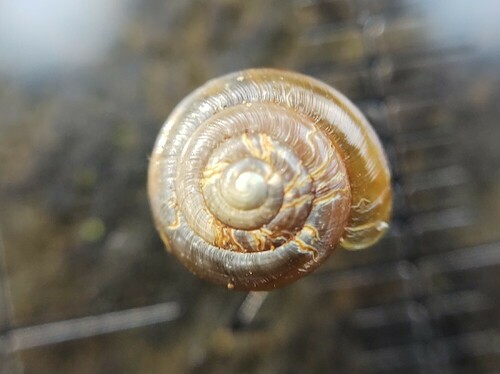 Hollowed Gloss Snail, Friesland, NL, photo 5 of 10