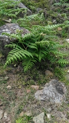 Pteridium revolutum