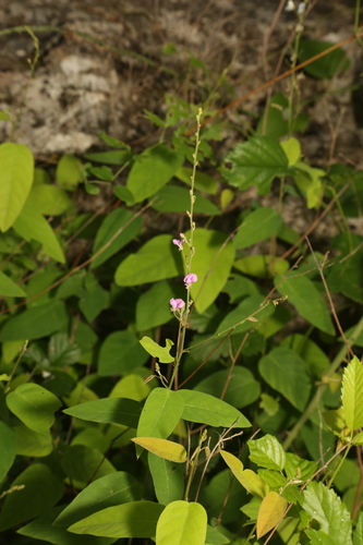 Image of Desmodium psilophyllum by (c) Reid Hardin, some rights reserved (CC BY)