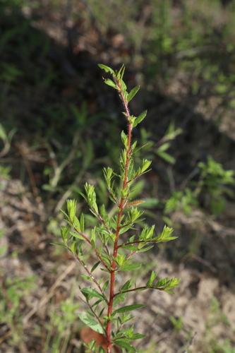 Image of Lechea mucronata by (c) Reid Hardin, some rights reserved (CC BY)