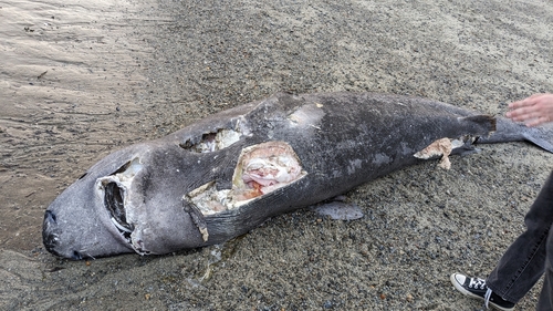 Pacific sleeper shark (Somniosus pacificus) — Somniosidae