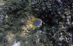 Chaetodon adiergastos