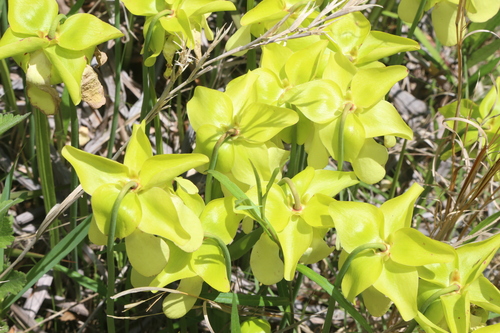 Sarracenia alata