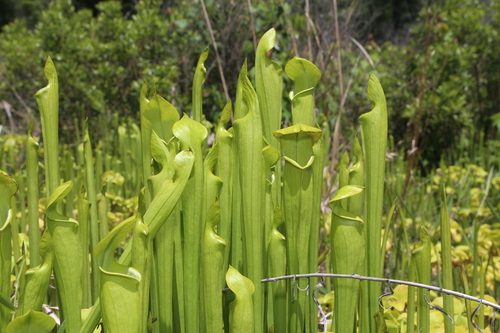 Sarracenia alata