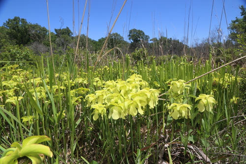 Sarracenia alata