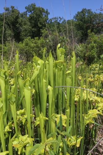 Sarracenia alata