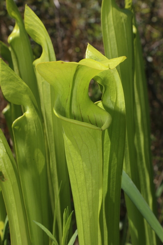 Sarracenia alata