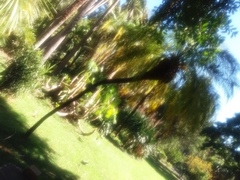 Phoenix roebelenii
