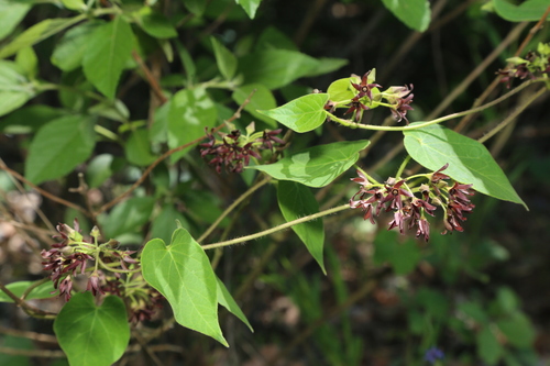 Image of Matelea hirtelliflora by (c) Reid Hardin, some rights reserved (CC BY)