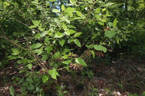 Image of Matelea hirtelliflora by (c) Reid Hardin, some rights reserved (CC BY)