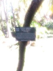 Phoenix roebelenii