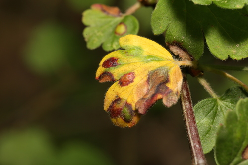 Image of Ribes curvatum by (c) Reid Hardin, some rights reserved (CC BY)