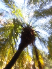 Phoenix roebelenii
