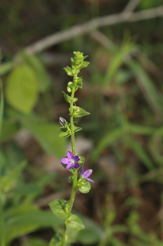 Image of Triodanis texana by (c) Reid Hardin, some rights reserved (CC BY)
