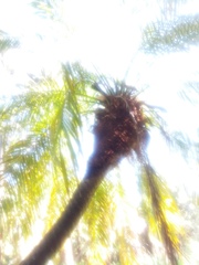 Phoenix roebelenii