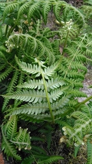 Pteridium revolutum