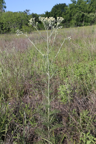 sandhill woolywhite (Hymenopappus carrizoanus)