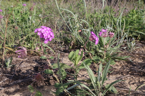Image of Abronia macrocarpa by (c) Reid Hardin, some rights reserved (CC BY)