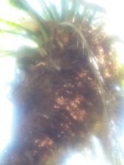 Phoenix roebelenii