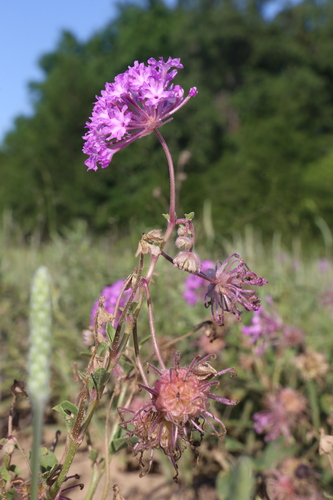 largefruit sand verbena (Abronia macrocarpa)