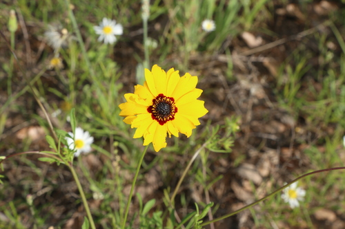 Image of Golden Wave Tickseed (Coreopsis basalis) by (c) Reid Hardin, some rights reserved (CC BY)